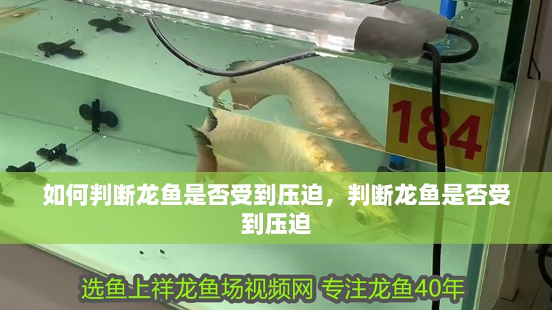 如何判斷龍魚是否受到壓迫，判斷龍魚是否受到壓迫