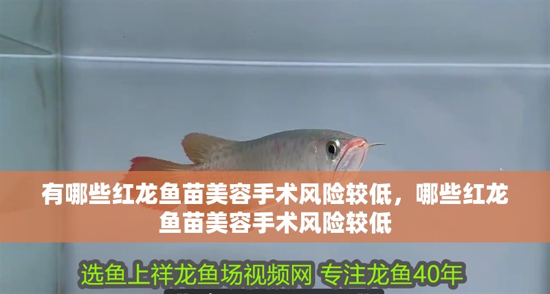有哪些紅龍魚苗美容手術風險較低，哪些紅龍魚苗美容手術風險較低