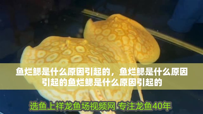 魚爛鰓是什么原因引起的，魚爛鰓是什么原因引起的魚爛鰓是什么原因引起的