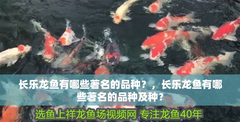 長樂龍魚有哪些著名的品種？，長樂龍魚有哪些著名的品種及種？