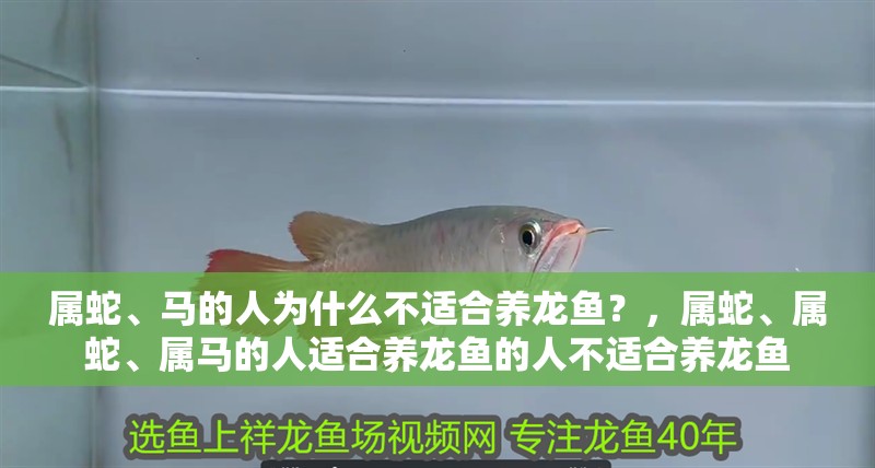 屬蛇、馬的人為什么不適合養龍魚？，屬蛇、屬蛇、屬馬的人適合養龍魚的人不適合養龍魚