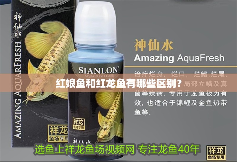 紅娘魚和紅龍魚有哪些區別？