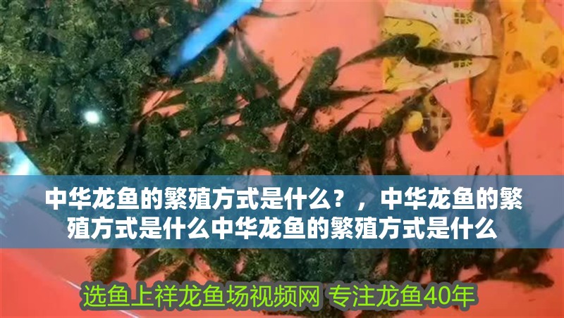 中華龍魚的繁殖方式是什么？，中華龍魚的繁殖方式是什么中華龍魚的繁殖方式是什么