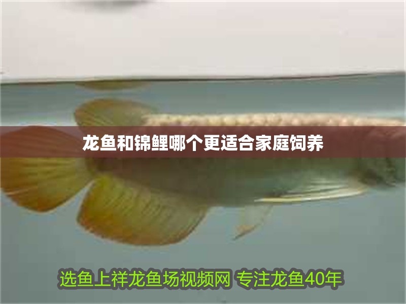 龍魚和錦鯉哪個更適合家庭飼養