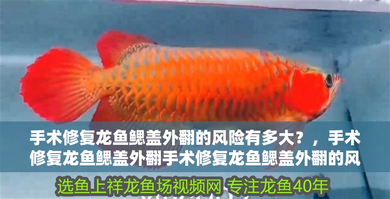手術修復龍魚鰓蓋外翻的風險有多大？，手術修復龍魚鰓蓋外翻手術修復龍魚鰓蓋外翻的風險詳解