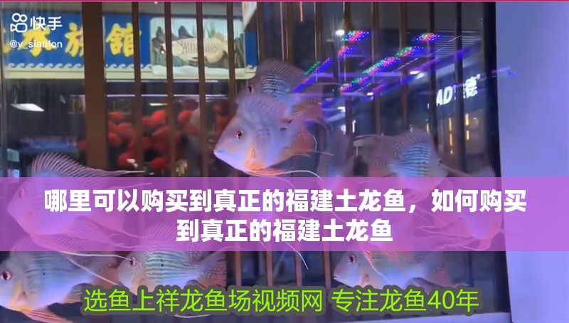 哪里可以購買到真正的福建土龍魚，如何購買到真正的福建土龍魚