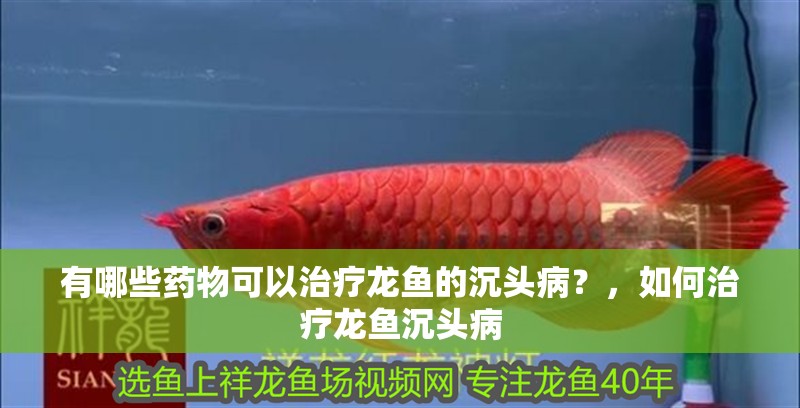有哪些藥物可以治療龍魚的沉頭病？，如何治療龍魚沉頭病