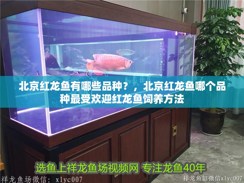 北京紅龍魚有哪些品種？，北京紅龍魚哪個品種最受歡迎紅龍魚飼養方法