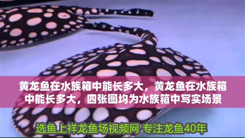 黃龍魚(yú)在水族箱中能長(zhǎng)多大，黃龍魚(yú)在水族箱中能長(zhǎng)多大，四張圖均為水族箱中寫(xiě)實(shí)場(chǎng)景