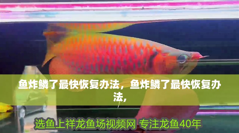 魚炸鱗了最快恢復辦法，魚炸鱗了最快恢復辦法,