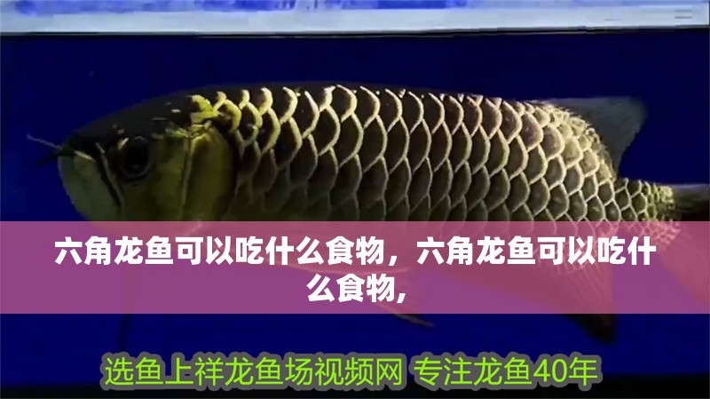 六角龍魚可以吃什么食物，六角龍魚可以吃什么食物,