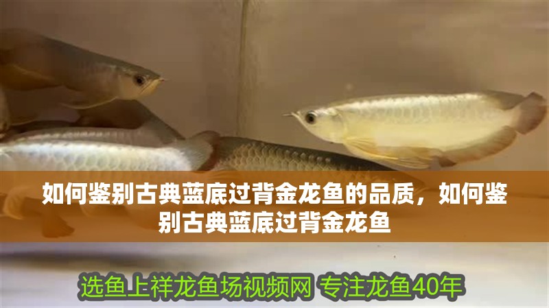 如何鑒別古典藍(lán)底過背金龍魚的品質(zhì)，如何鑒別古典藍(lán)底過背金龍魚