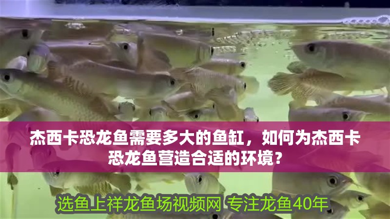 杰西卡恐龍魚需要多大的魚缸，如何為杰西卡恐龍魚營造合適的環境？