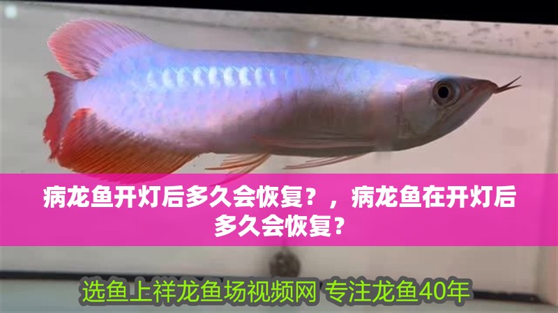 病龍魚開燈后多久會恢復？，病龍魚在開燈后多久會恢復？