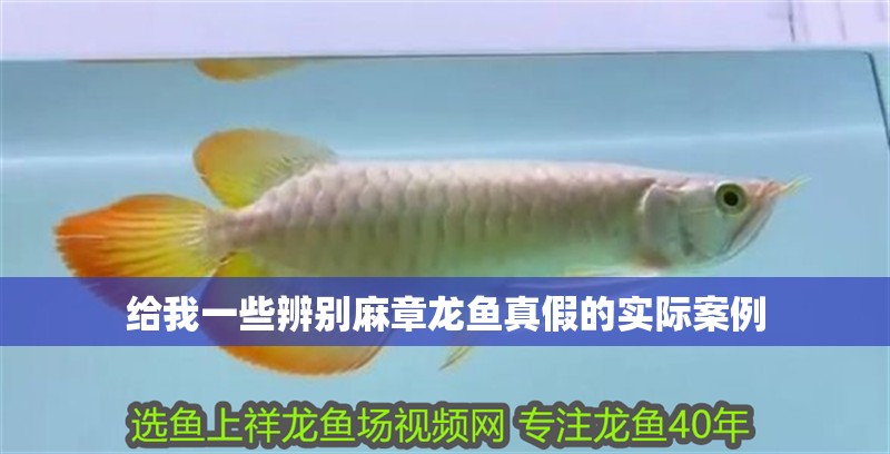 給我一些辨別麻章龍魚真假的實際案例