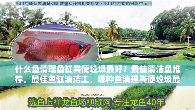 什么魚清理魚缸糞便垃圾最好？最佳清潔魚推薦，最佳魚缸清潔工，哪種魚清理糞便垃圾最有效？