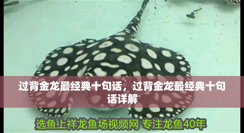 過背金龍最經典十句話，過背金龍最經典十句話詳解