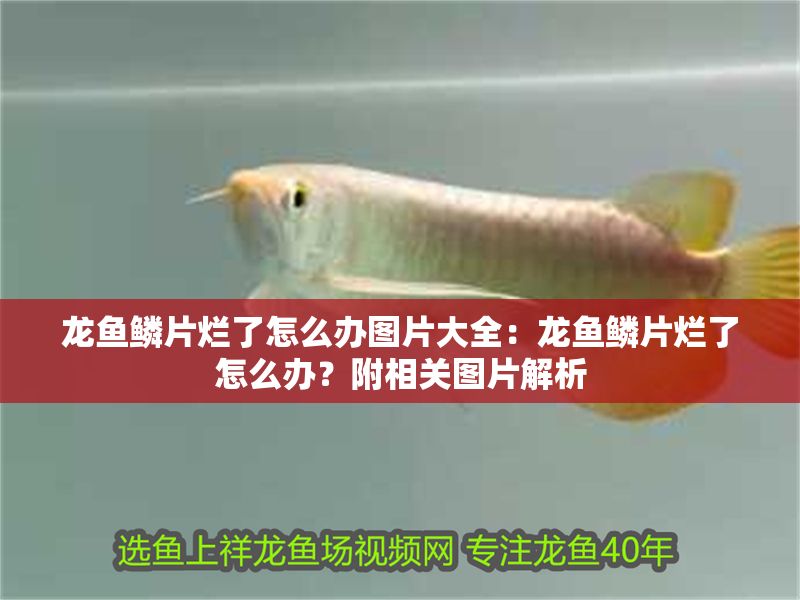 龍魚鱗片爛了怎么辦圖片大全：龍魚鱗片爛了怎么辦？附相關圖片解析