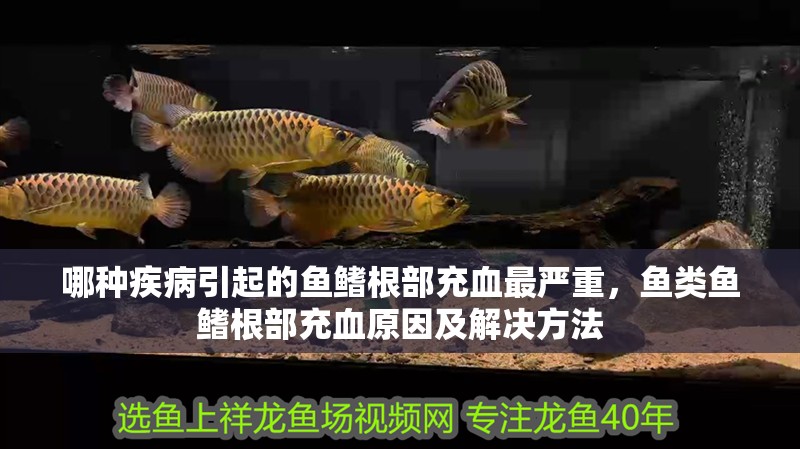 哪種疾病引起的魚鰭根部充血最嚴重，魚類魚鰭根部充血原因及解決方法