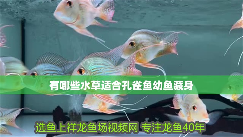有哪些水草適合孔雀魚幼魚藏身