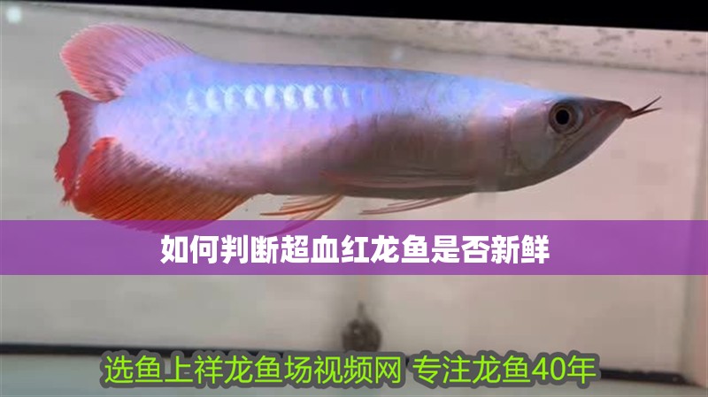 如何判斷超血紅龍魚是否新鮮