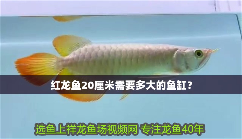 紅龍魚20厘米需要多大的魚缸？
