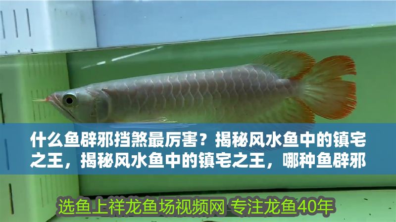 什么魚辟邪擋煞最厲害？揭秘風水魚中的鎮宅之王，揭秘風水魚中的鎮宅之王，哪種魚辟邪擋煞最厲害？ 什么魚辟邪擋煞最厲害？揭秘風水魚中的鎮宅之王，揭秘風水魚中的鎮宅之王，哪種魚辟邪擋煞最厲害？ 龍魚百科 第1張