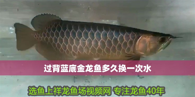 過背藍底金龍魚多久換一次水