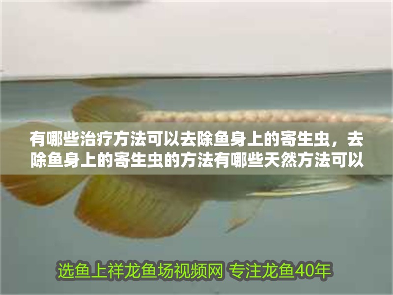 有哪些治療方法可以去除魚身上的寄生蟲，去除魚身上的寄生蟲的方法有哪些天然方法可以去除魚身上的寄生蟲