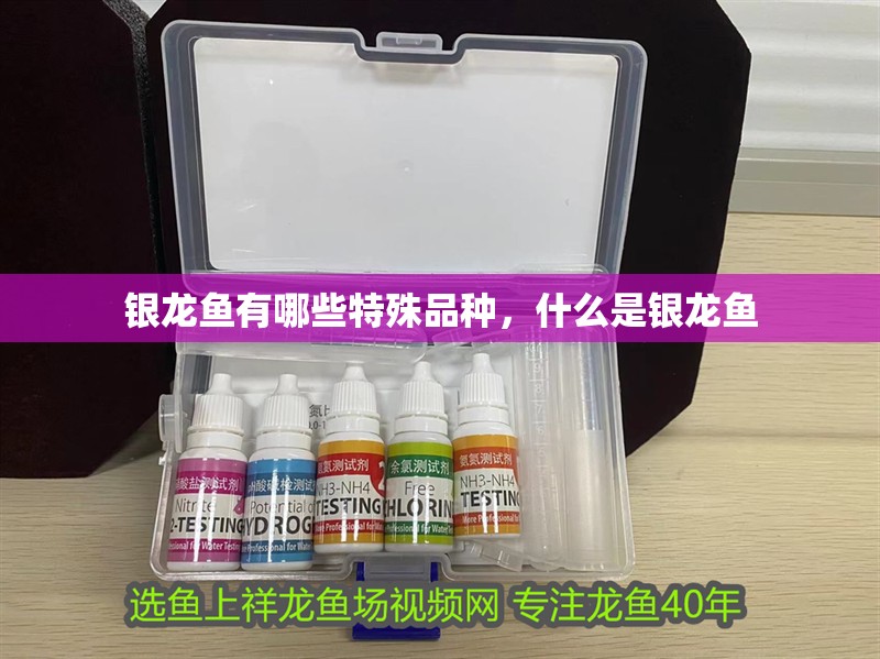 銀龍魚有哪些特殊品種，什么是銀龍魚