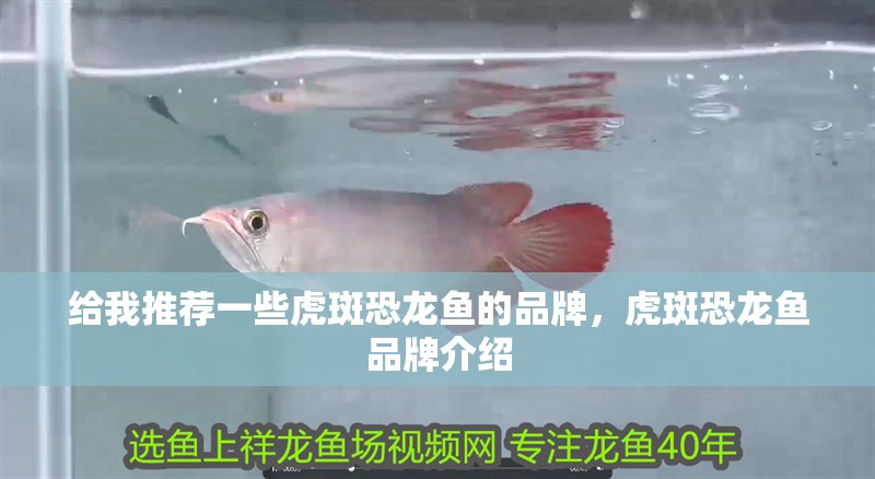 給我推薦一些虎斑恐龍魚的品牌，虎斑恐龍魚品牌介紹