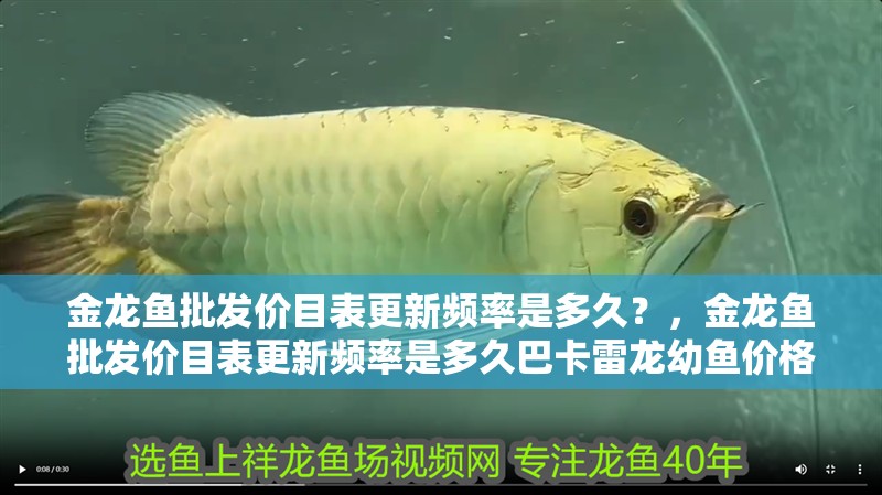 金龍魚批發價目表更新頻率是多久？，金龍魚批發價目表更新頻率是多久巴卡雷龍幼魚價格是多少