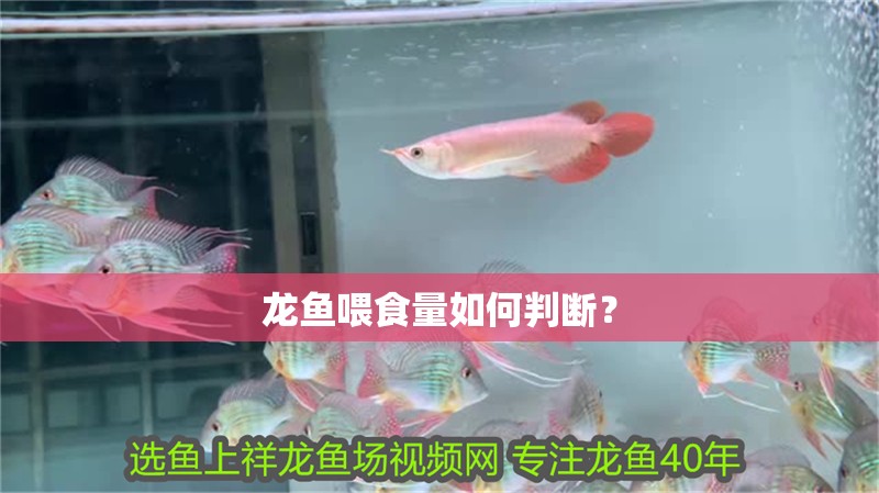 龍魚喂食量如何判斷？