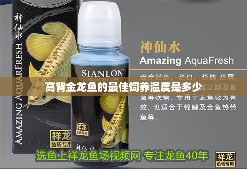 高背金龍魚的最佳飼養溫度是多少