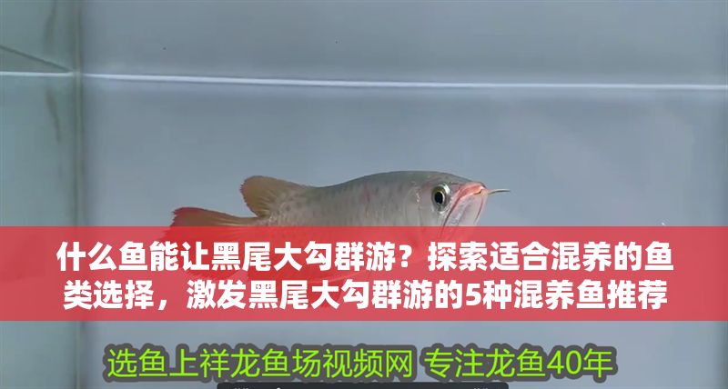 什么魚能讓黑尾大勾群游?探索適合混養(yǎng)的魚類選擇,激發(fā)黑尾大勾群游的5種混養(yǎng)魚推薦 龍魚百科 第1張 什么魚能讓黑尾大勾群游?探索適合混養(yǎng)的魚類選擇,激發(fā)黑尾大勾群游的5種混養(yǎng)魚推薦 什么魚能讓黑尾大勾群游?探索適合混養(yǎng)的魚類選擇,激發(fā)黑尾大勾群游的5種混養(yǎng)魚推薦 龍魚百科 第1張