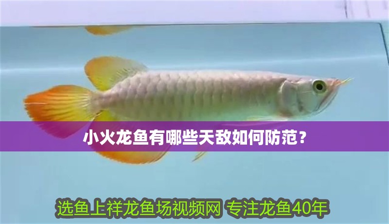 小火龍魚有哪些天敵如何防范？