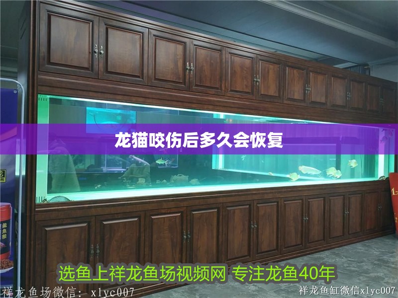 龍貓咬傷后多久會恢復(fù)
