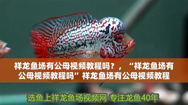 祥龍魚場有公母視頻教程嗎？，“祥龍魚場有公母視頻教程嗎”祥龍魚場有公母視頻教程