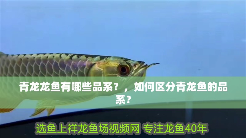 青龍龍魚有哪些品系？，如何區(qū)分青龍魚的品系？