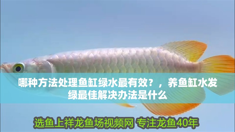 哪種方法處理魚缸綠水最有效？，養魚缸水發綠最佳解決辦法是什么