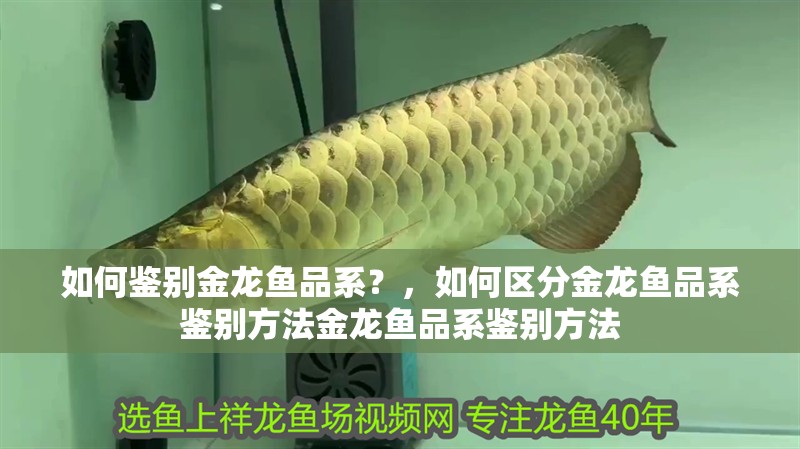如何鑒別金龍魚品系？，如何區分金龍魚品系鑒別方法金龍魚品系鑒別方法