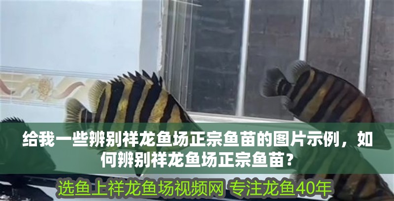 給我一些辨別祥龍魚場正宗魚苗的圖片示例，如何辨別祥龍魚場正宗魚苗？