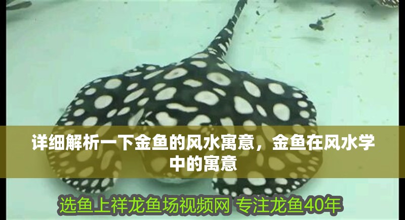 詳細解析一下金魚的風水寓意，金魚在風水學中的寓意