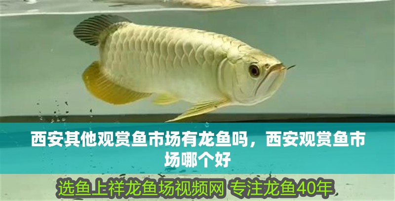 西安其他觀賞魚市場有龍魚嗎，西安觀賞魚市場哪個好