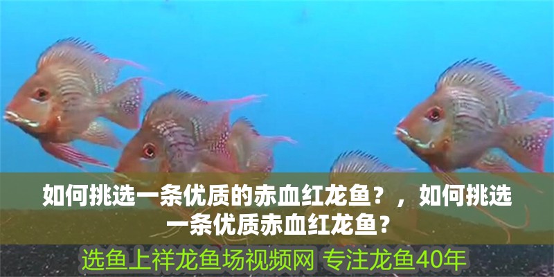 如何挑選一條優質的赤血紅龍魚？，如何挑選一條優質赤血紅龍魚？