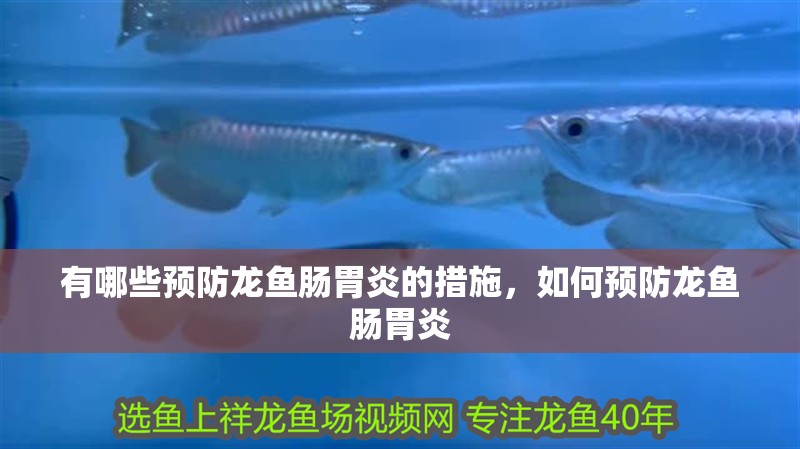 有哪些預防龍魚腸胃炎的措施，如何預防龍魚腸胃炎