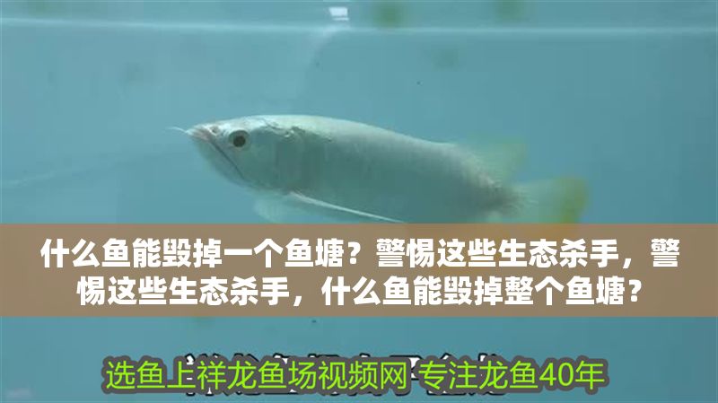 什么魚能毀掉一個魚塘？警惕這些生態殺手，警惕這些生態殺手，什么魚能毀掉整個魚塘？