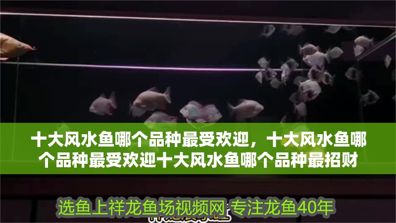 十大風水魚哪個品種最受歡迎，十大風水魚哪個品種最受歡迎十大風水魚哪個品種最招財