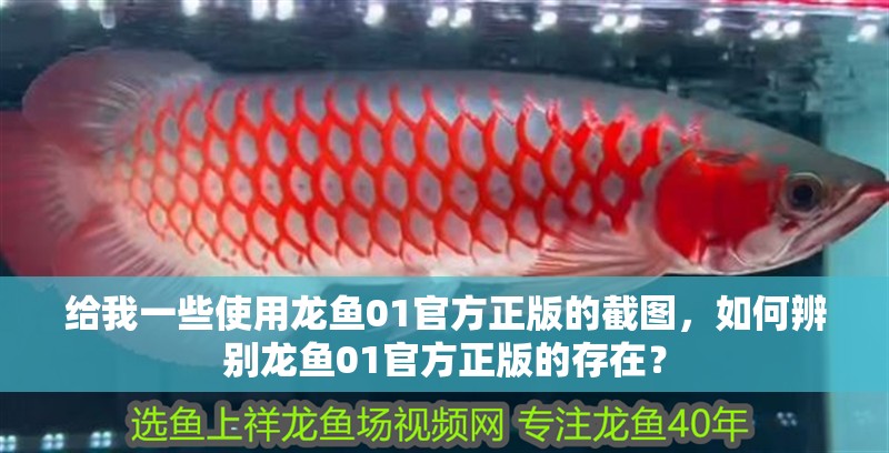 給我一些使用龍魚01官方正版的截圖，如何辨別龍魚01官方正版的存在？