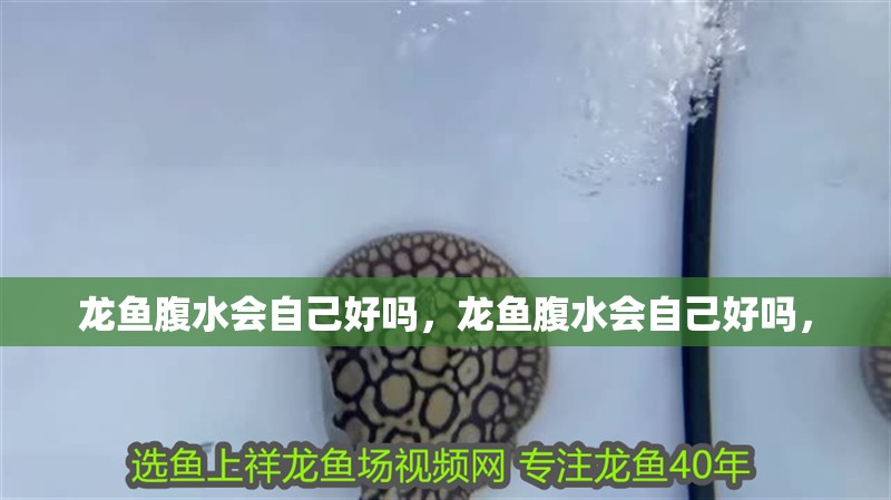 龍魚(yú)腹水會(huì)自己好嗎，龍魚(yú)腹水會(huì)自己好嗎，